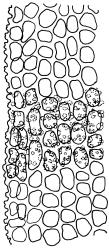 Bryoerythrophyllum recurvirostrum, mid laminal cells with papillae mostly omitted, margin on left. Drawn from J.E. Beever 26-40, CHR 612374.
 Image: R.D. Seppelt © R.D.Seppelt All rights reserved